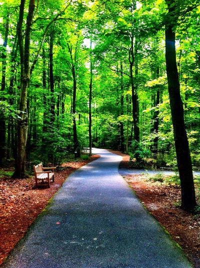 Empty road with trees in background