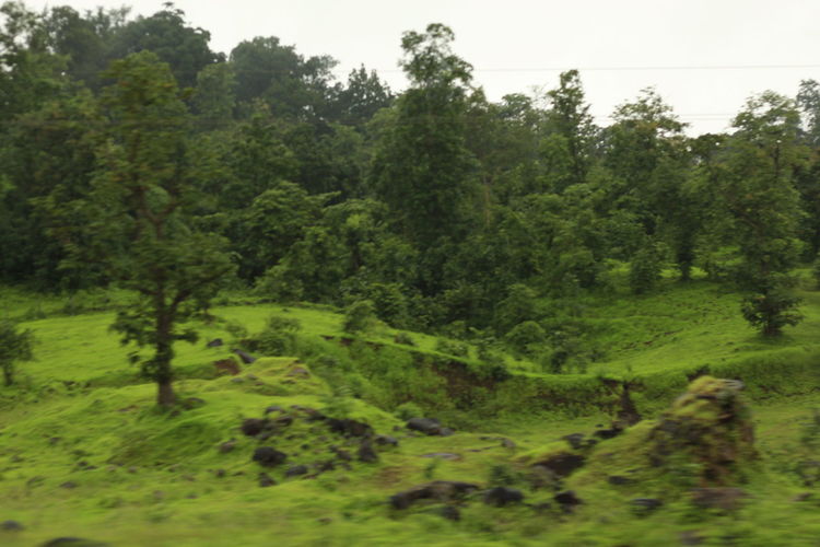 Trees on green landscape