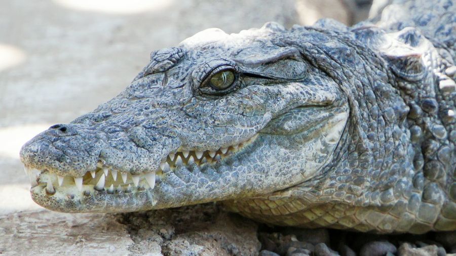 Close-up of young alligator on field