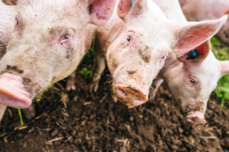 Close-up of piglets on land