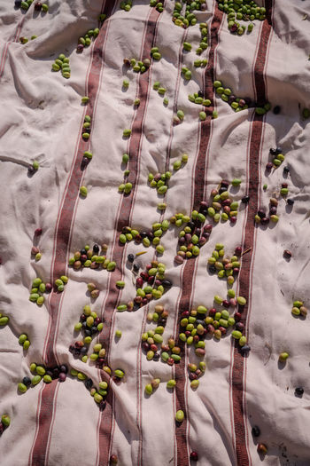 Freshly picked green and black olives on a cloth under the sun.