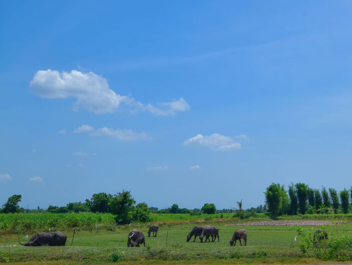 Groups of buffalo in nature field. life of animals in rural screen.