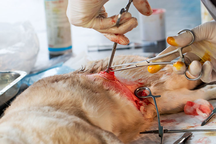 Cropped hands of veterinarian operating mammal in hospital