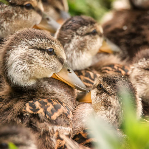 Close-up of ducklings