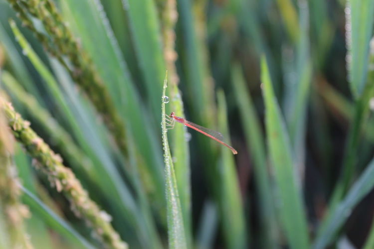 Close-up of insect on plant