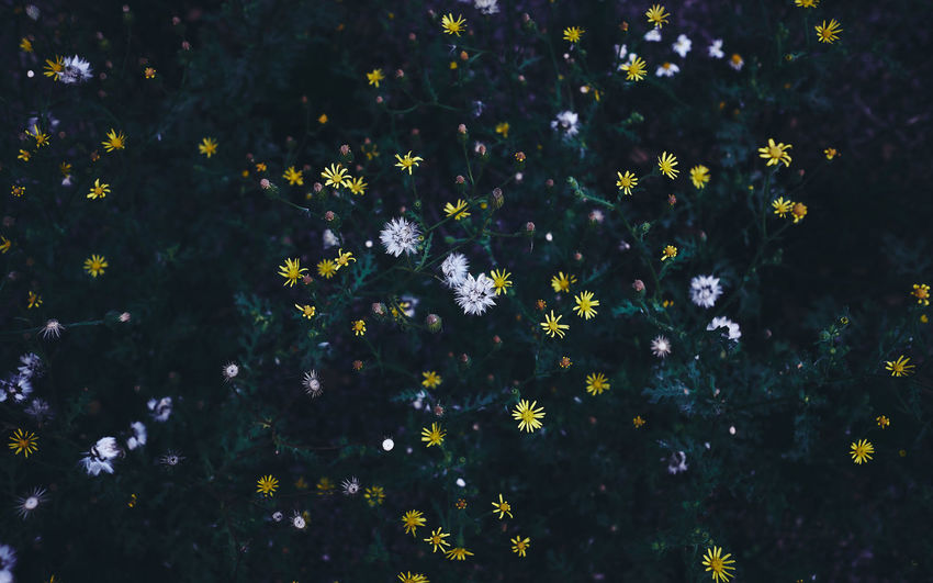 Close-up of yellow flowering plants