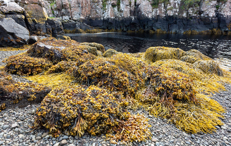 Plants growing on rock in sea