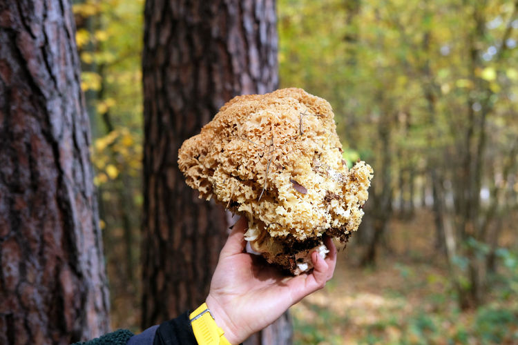 Sparassis also known as cauliflower mushroom edible mushroom found under ine trees in autumn