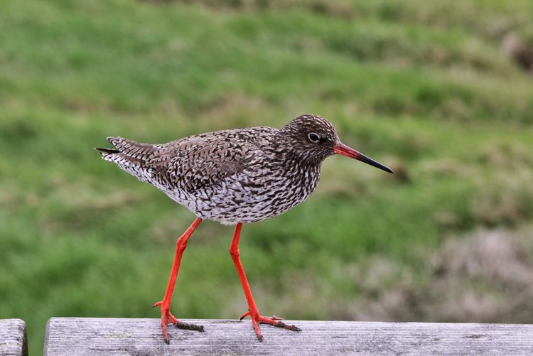 Close-up of bird, common redshank, perching on wooden post