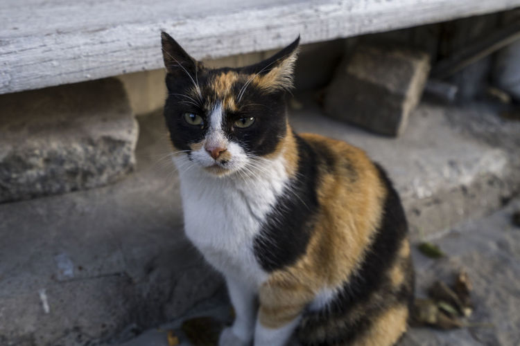 High angle portrait of cat on cobblestone