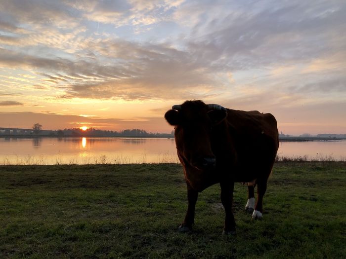 Horse standing in the sunset