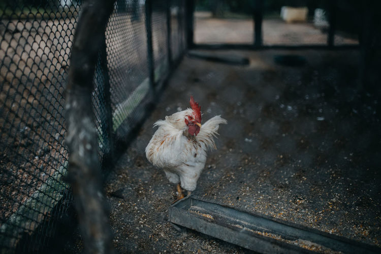High angle view of rooster
