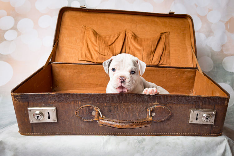 Dog in old suitcase at home