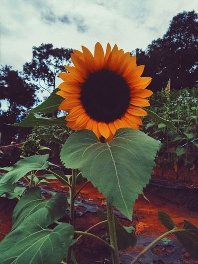 Close-up of sunflower against orange sky