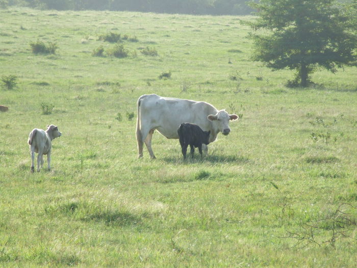 I thought it was interesting that in this field only this cow and her calf were ebony and ivory.
