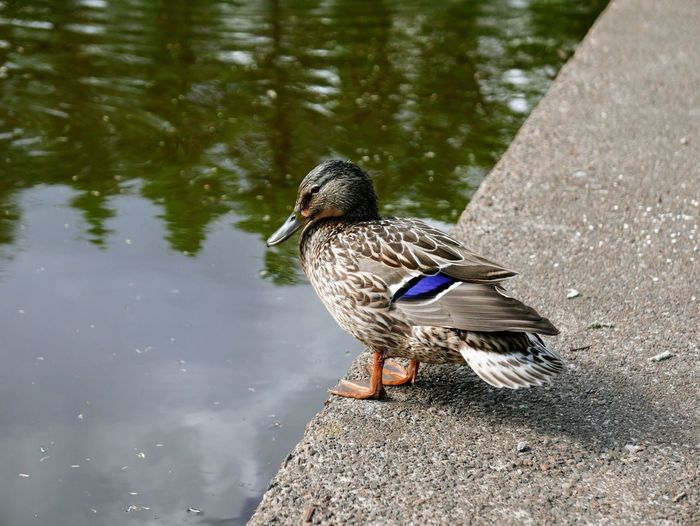 A mallard duck perching next to a pond in maxwell park
