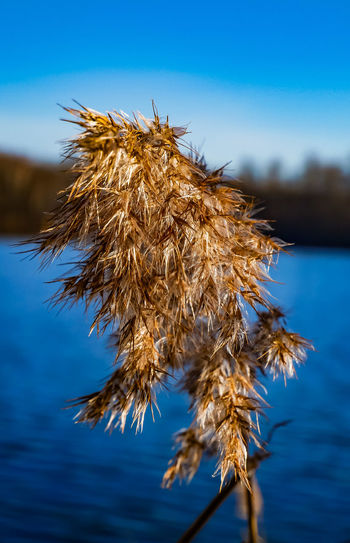 Close-up of wilted plant against blue sky