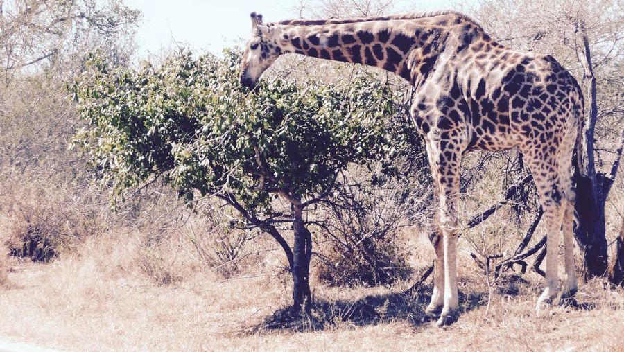 Giraffes standing by trees on field at kruger national park