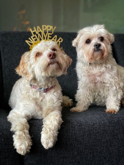 New year dogs with tiara australian labradoodle and maltese on a sofa