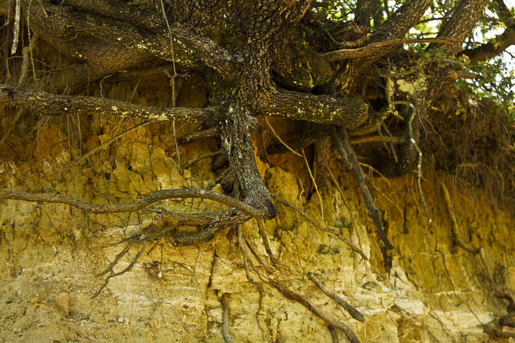 View of lizard on tree trunk in forest