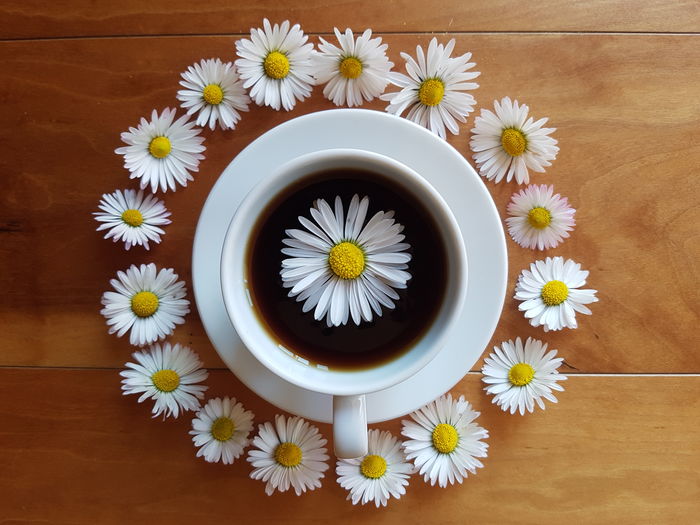 High angle view of daisies on table