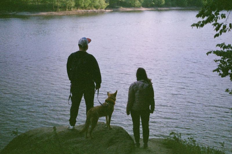 Rear view of dog on lake