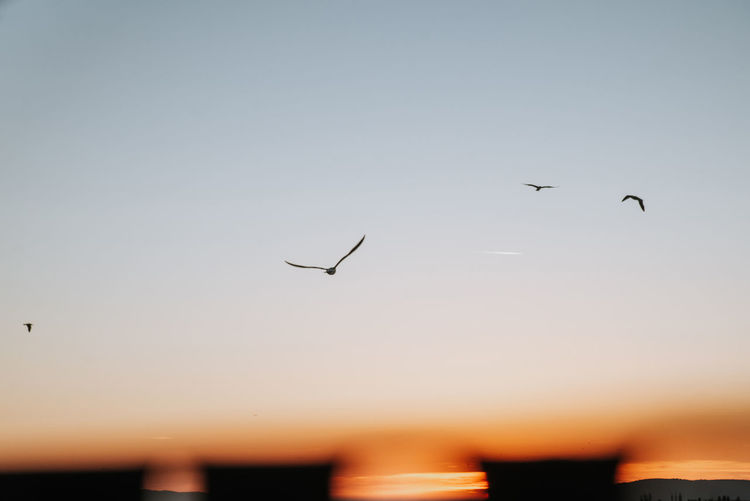 Low angle view of birds flying against clear sky during sunset