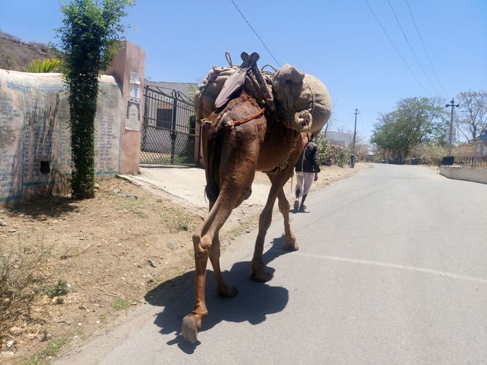 Herder with camel walking on road