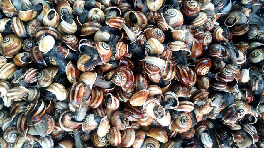 Full frame shot of snails