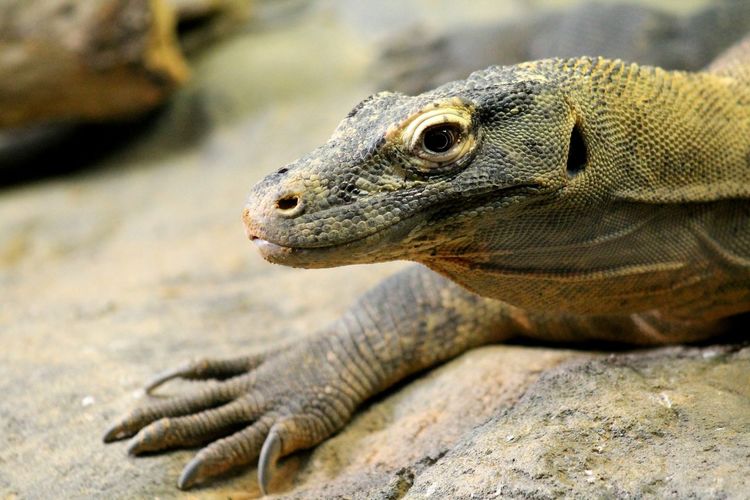 Close-up of monitor lizard on rock