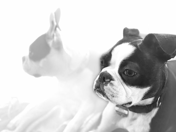 Close-up of a dog over white background