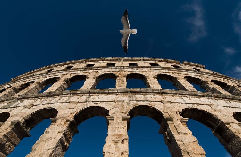 Low angle view of bird flying by coliseum