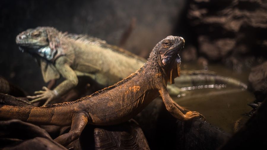 Close-up of iguanas on log