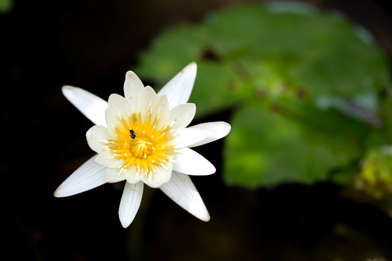 CLOSE-UP OF WHITE FLOWER AGAINST BLURRED BACKGROUND