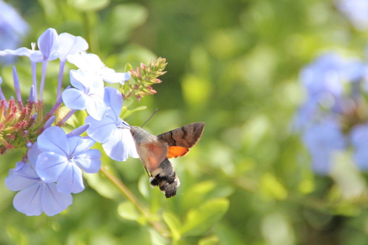 Close-up of hummingbird hawkmoth hovering by purple flowers