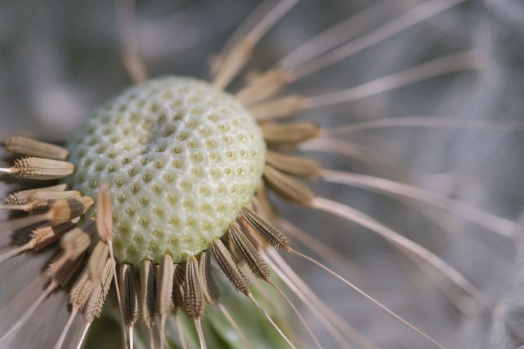 Close-up of cactus flower