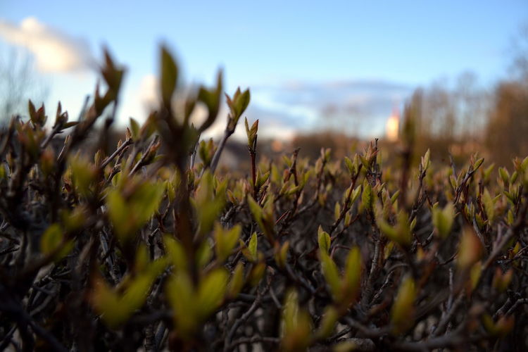 Close-up of crops growing on field against sky