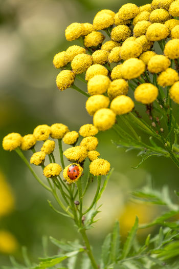 Close-up of insect on yellow flower