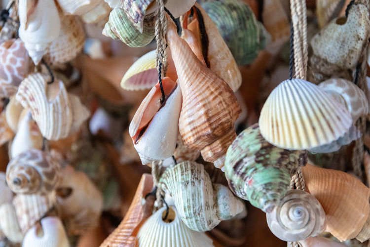 Close-up of seashell in a market