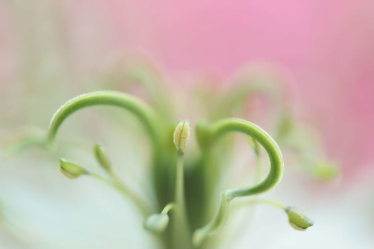 Close-up of plant growing outdoors - nigella sativa flower