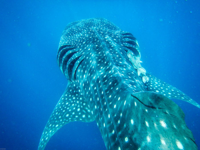 Close-up of whale shark swimming in sea