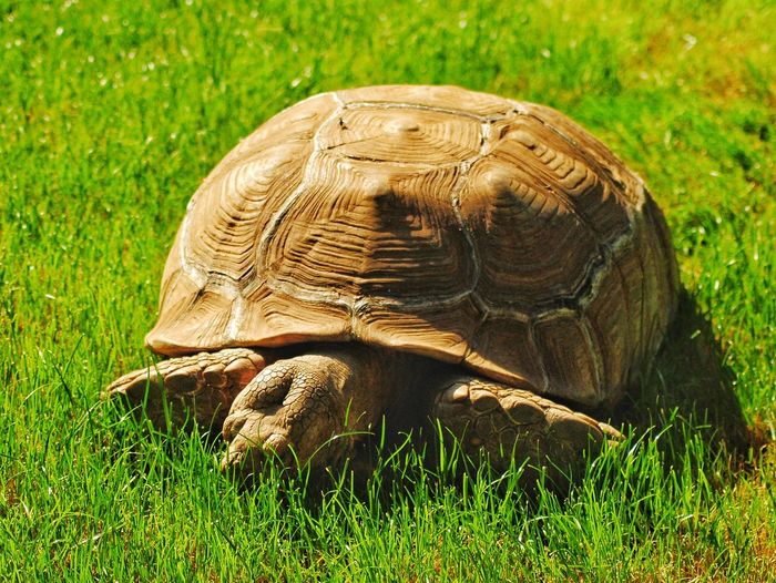 View of a turtle on grass