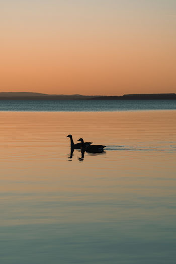 Silhouette bird swimming in sea against sky during sunset