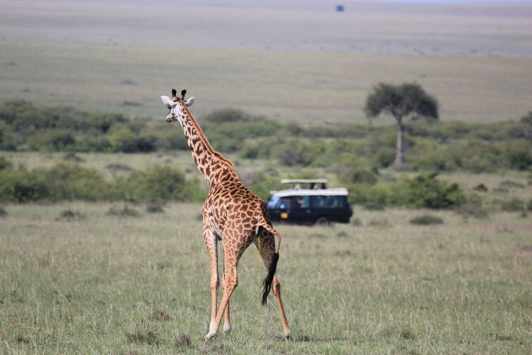 Giraffes on field