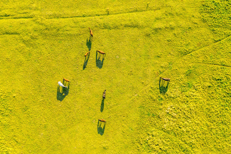 High angle view of cattle grazing on grassy field