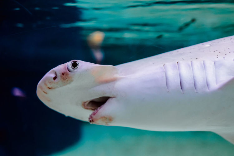 Close-up of shark in aquarium