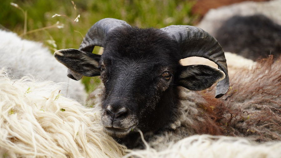 Close-up of black sheep head