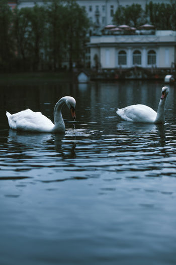 Couple of white swans floating in the dark water of the pond in summer