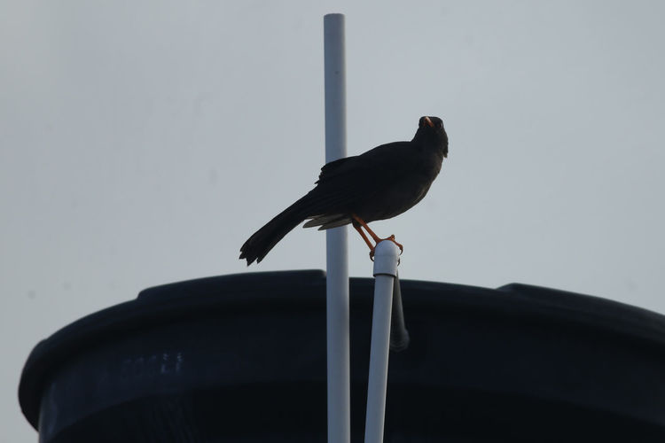 Low angle view of seagull perching on pole