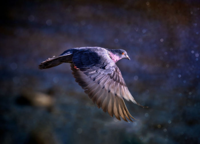 Close-up of pigeon flying over sea